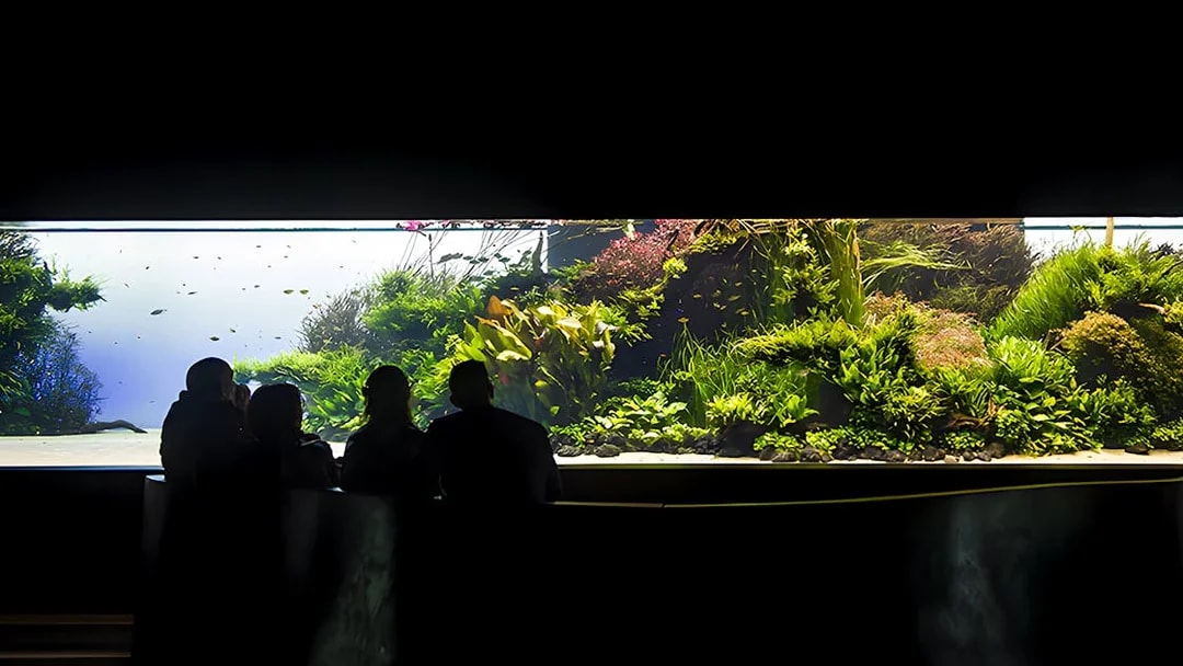 Visitors viewing underwater forest exhibit at Lisbon Oceanarium.