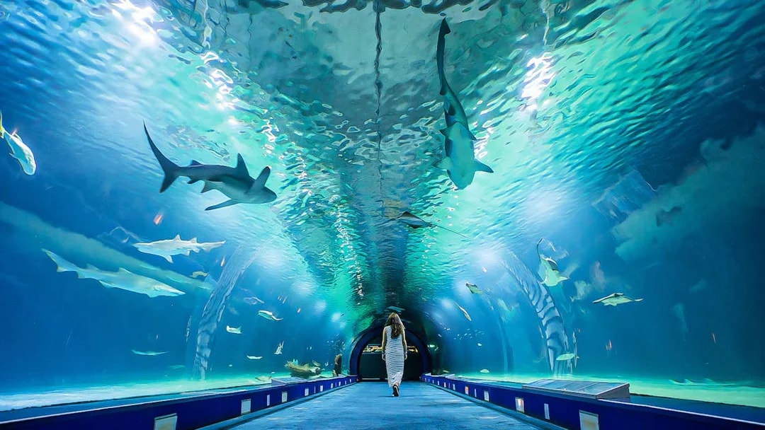 Underwater tunnel at Valencia Oceanogràfic aquarium with sharks swimming above.
