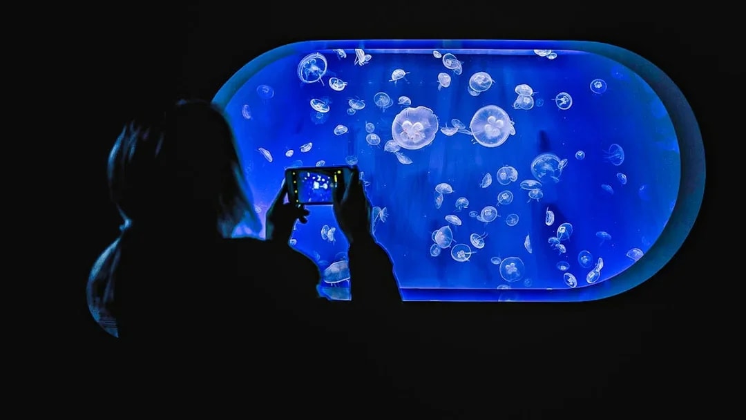 Visitors photographing jellyfish at Valencia Oceanogràfic aquarium.