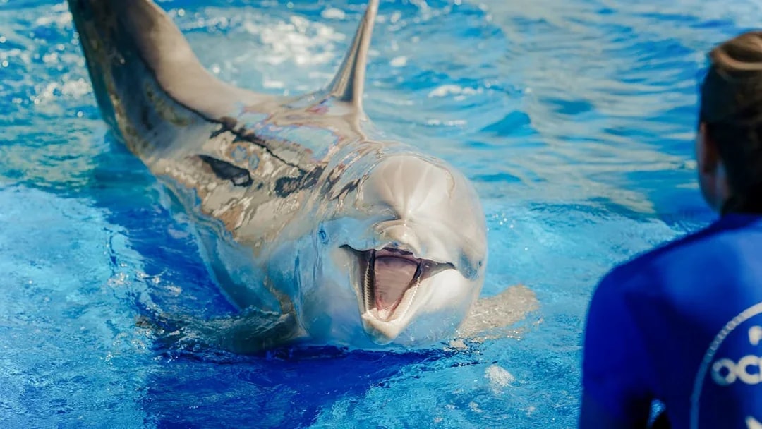 Dolphin interacting with show master at Oceanographic Valencia.