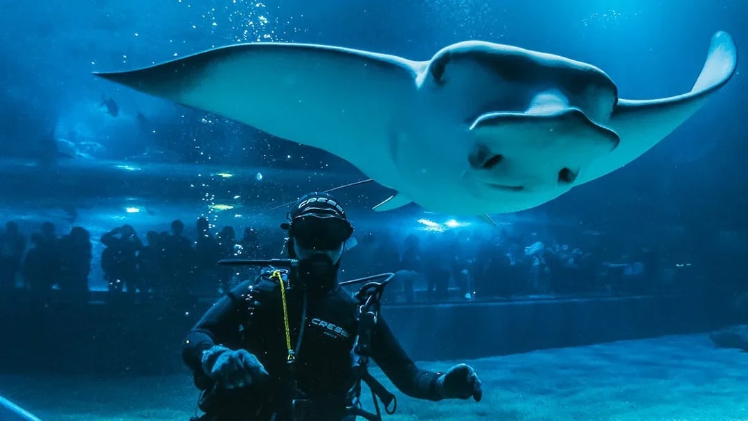 Diver with manta ray at Valencia Oceanogràfic aquarium, visitors in background.