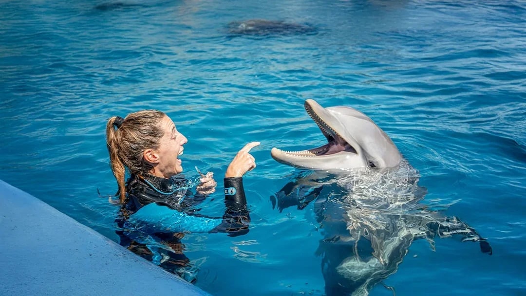 Dolphin interacting with show master at Oceanographic Valencia.