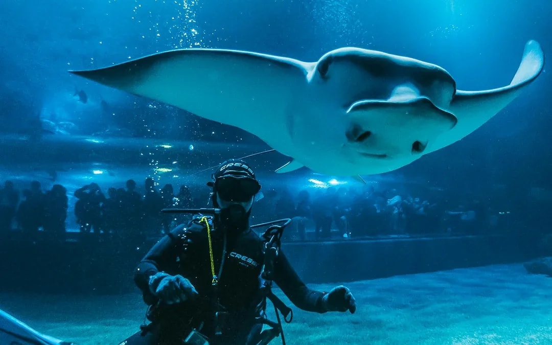 Oceanogràfic Tickets  Image 10