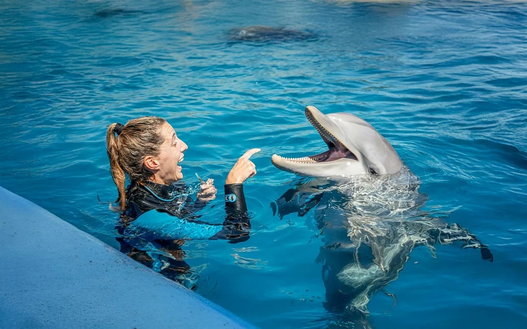 Oceanogràfic Tickets  Image 11