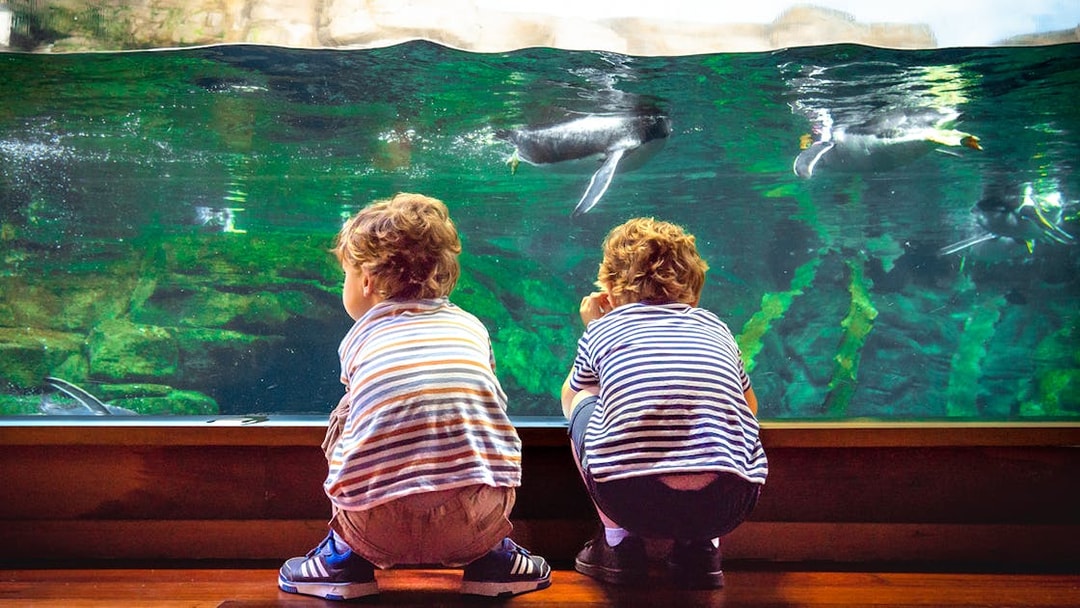 Children watching penguins swim at Oceanogràfic Valencia.