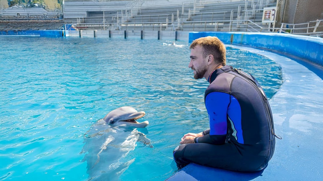 Dolphin interacting with trainer at Oceanographic Valencia show.