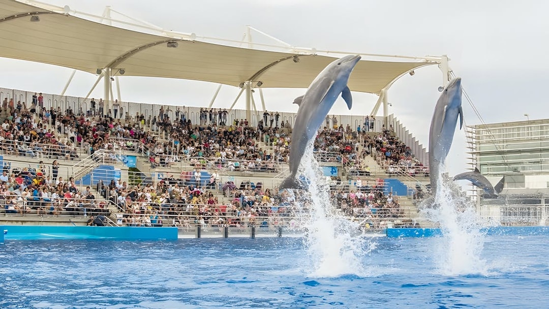 Dolphins leaping during a show at Oceanographic Valencia with a full audience.