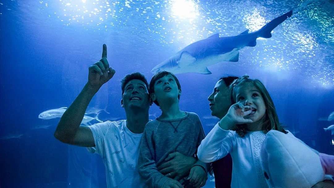 Family observing sharks at Oceanogràfic aquarium, Valencia.