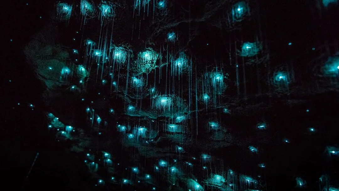 Glowworms illuminating the Waitomo Caves ceiling during a small group tour.