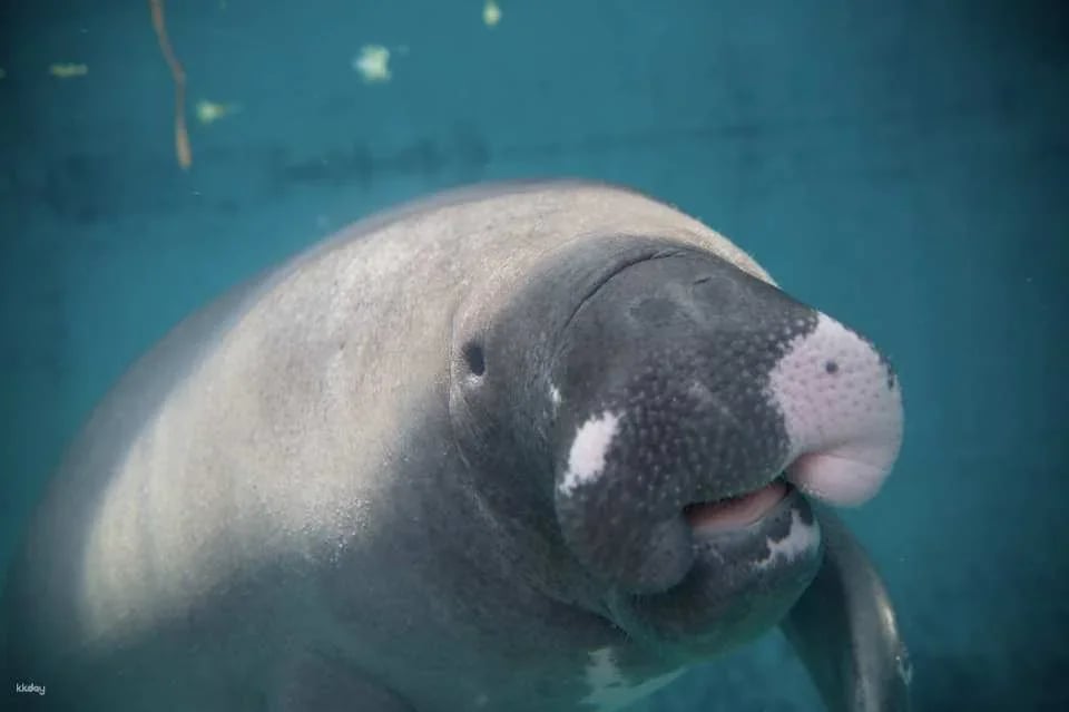 [Get a discount by purchasing in advance] Atagawa Banana Crocodile Park Admission Ticket Reservation (Shizuoka Prefecture)