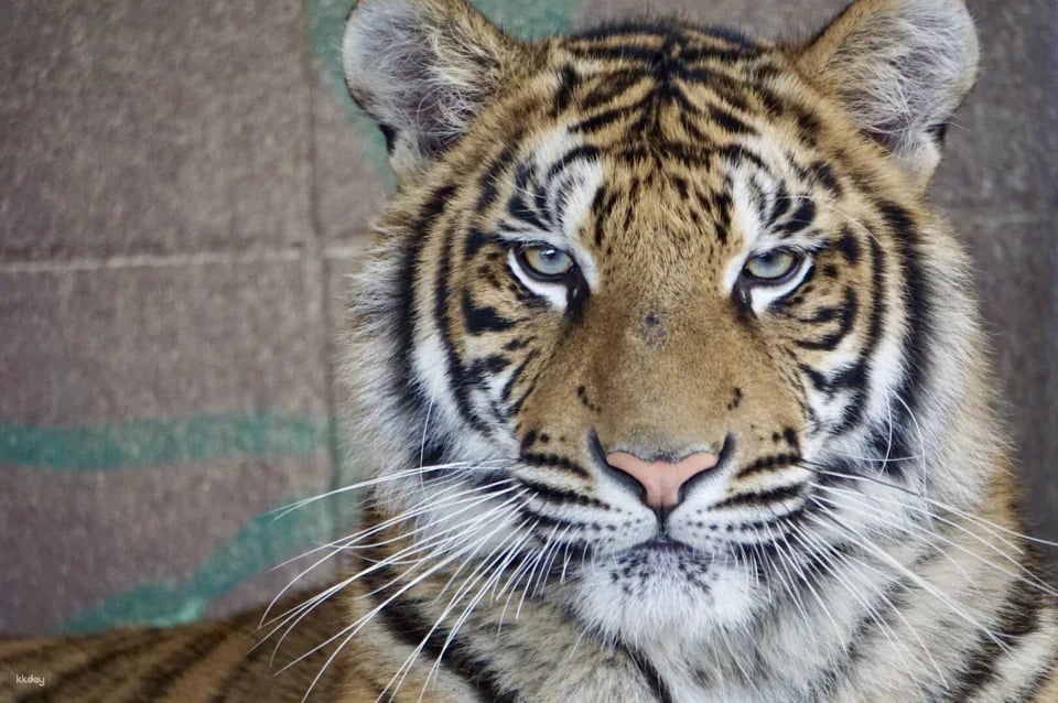 [Official Sales] Shirotori Zoo Admission Ticket (Kagawa Prefecture Zoo)