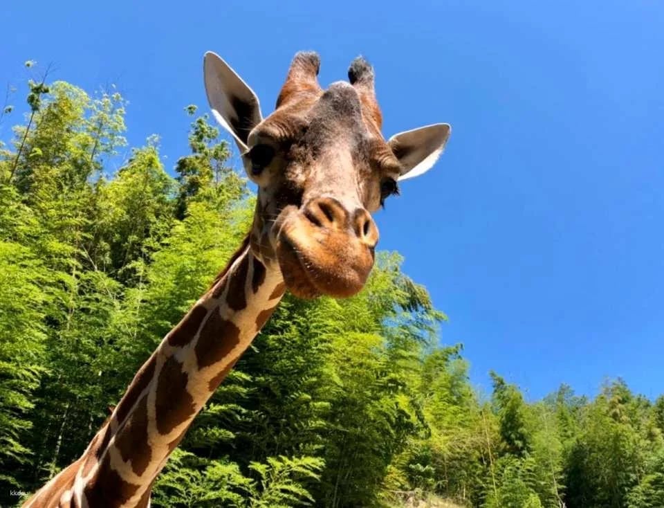 [Official Sales] Shirotori Zoo Admission Ticket (Kagawa Prefecture Zoo)