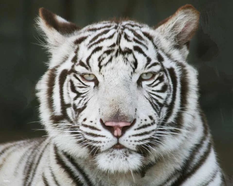 [Official Sales] Shirotori Zoo Admission Ticket (Kagawa Prefecture Zoo)