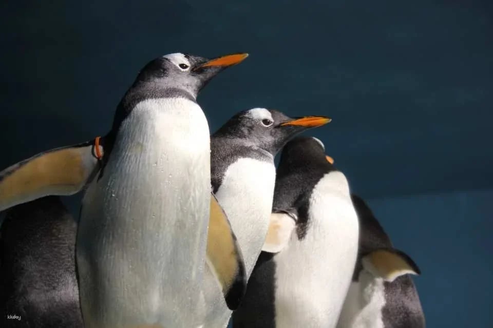 Oga Aquarium GAO Admission Ticket in Akita | Japan