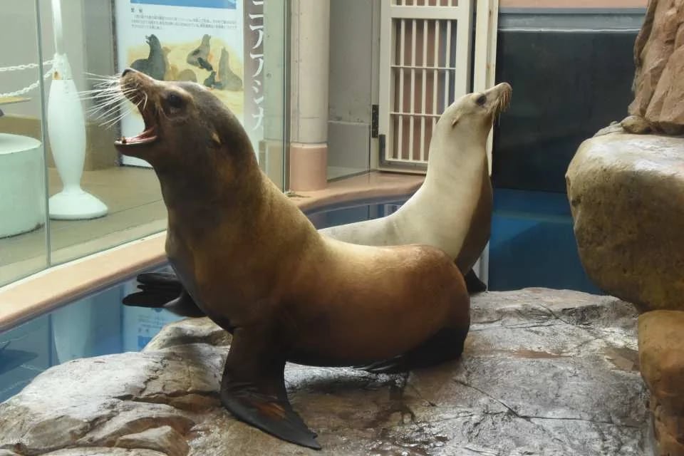 Oga Aquarium GAO Admission Ticket in Akita | Japan