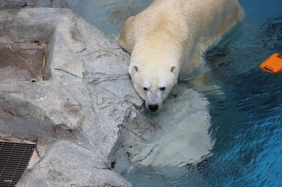 Oga Aquarium GAO Admission Ticket in Akita | Japan