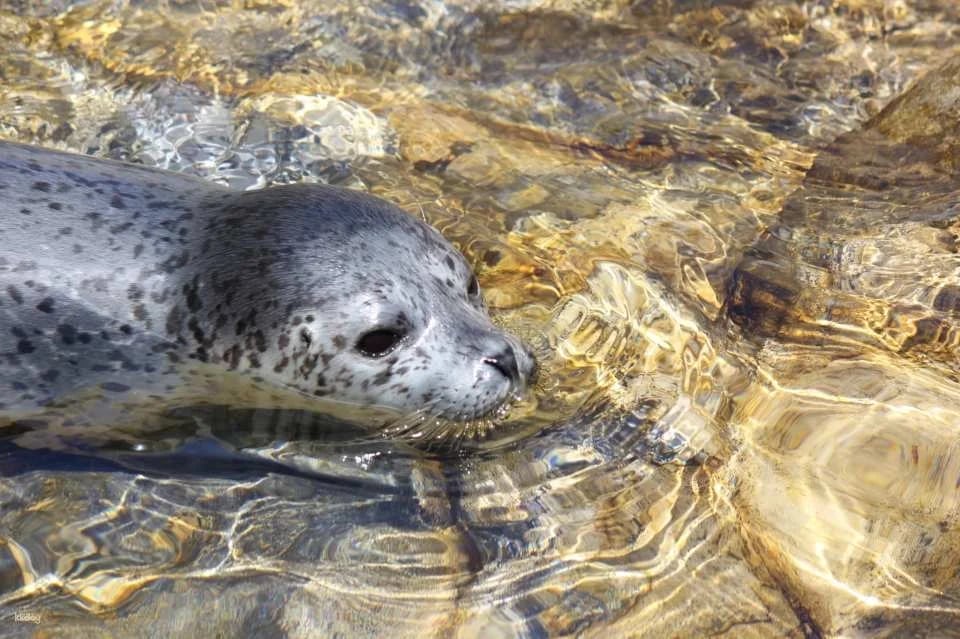 Oga Aquarium GAO Admission Ticket in Akita | Japan