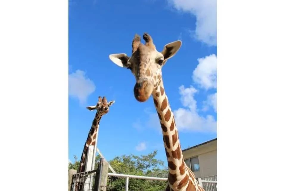 Okinawa Children's Kingdom Tickets