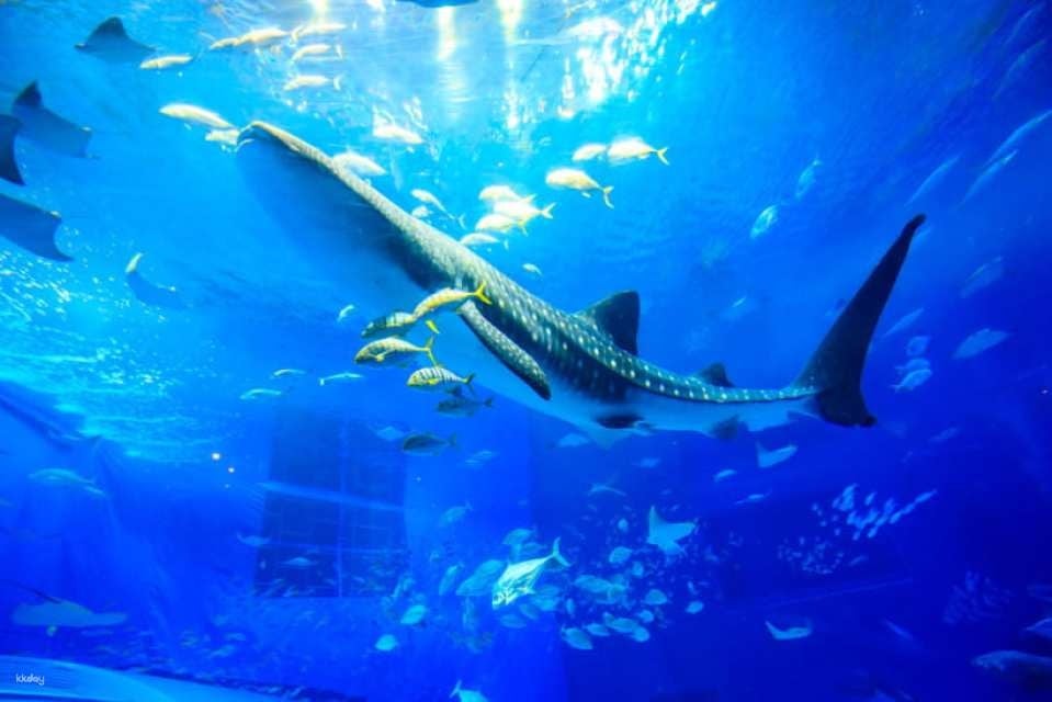 Okinawa Churaumi Aquarium Admission Ticket - Japan