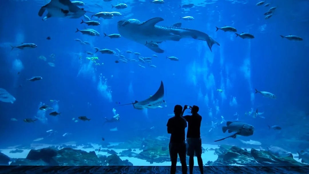 Okinawa Churaumi Aquarium Tickets - Physical Voucher