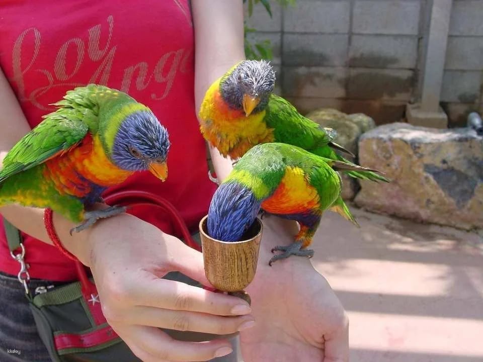 Okinawa Tropical Kingdom Story Fruit Paradise Admission Ticket + Mini Mango Shaved Ice Combo Ticket