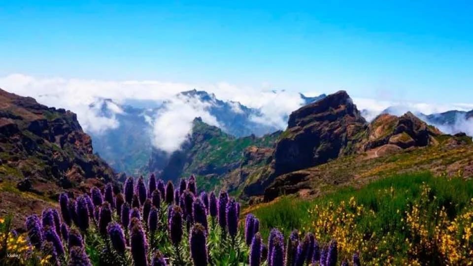Open roof 4x4 Arieiro Peak and Cristo Rei tour with dolphin watching
