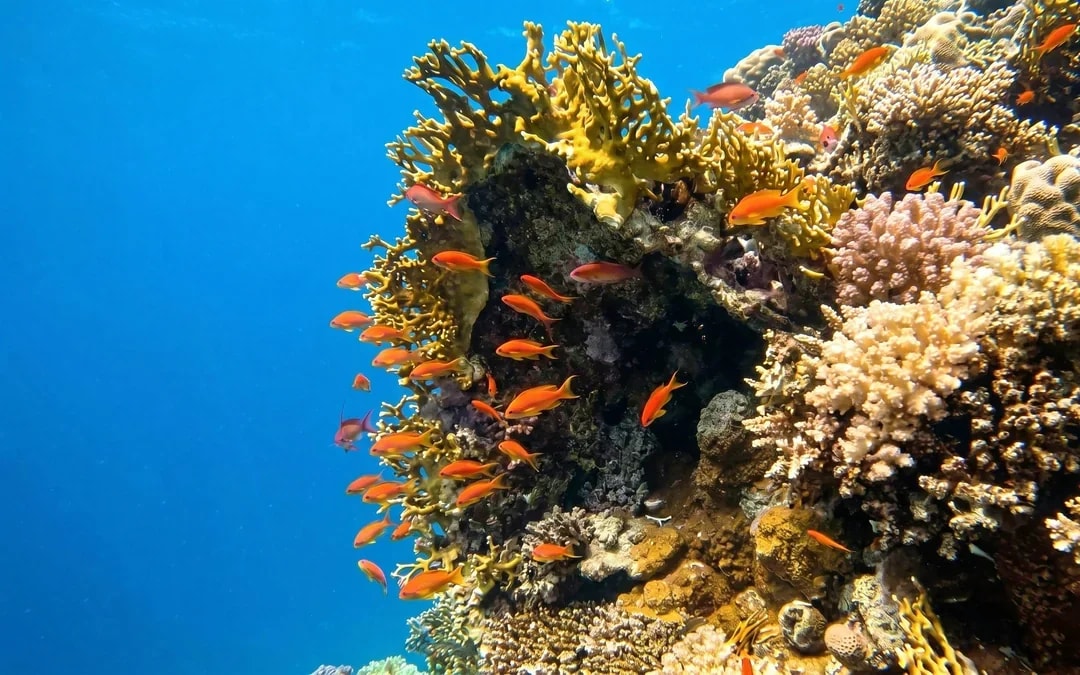 Orange Bay Island: Boat Trip with Snorkeling, Meals & Transfers Image 6