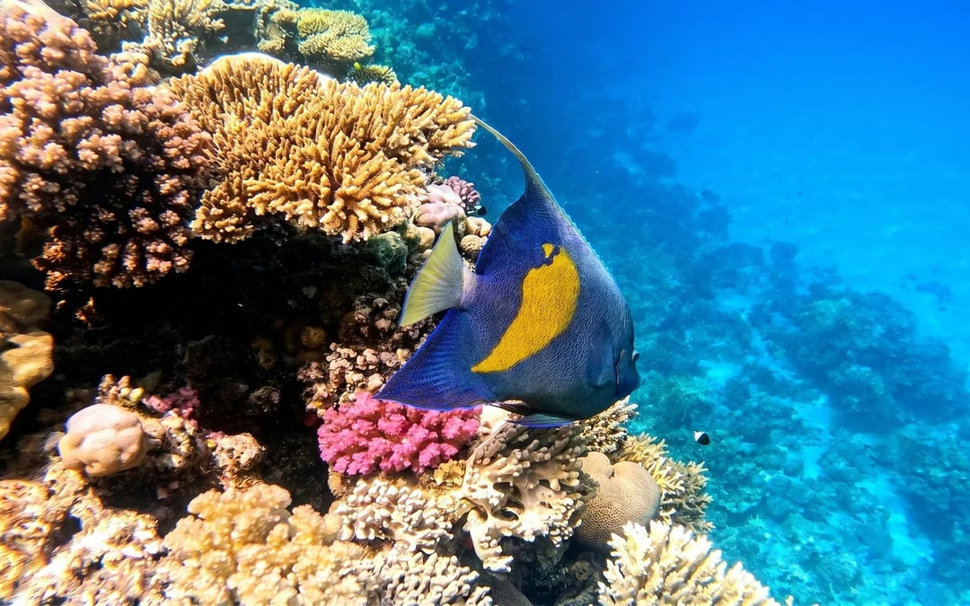 Orange Bay Island: Boat Trip with Snorkeling, Meals & Transfers Image 9