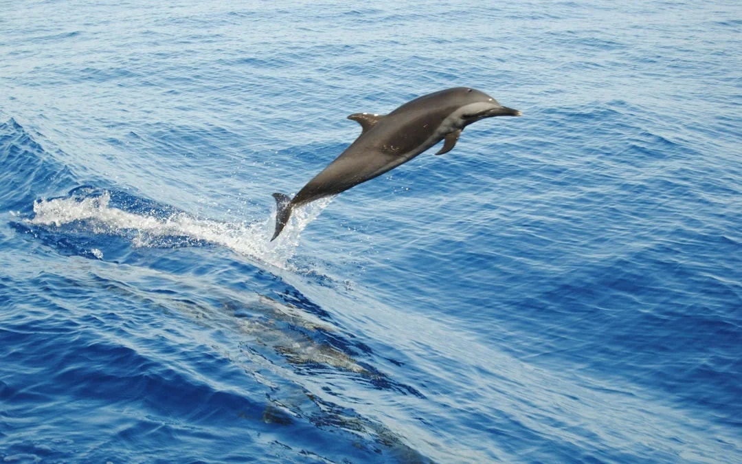 Orange Bay Island: Luxury Cruise with Snorkeling, Buffet, Massage & Transfers Image 7