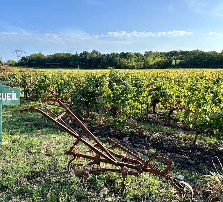 Bordeaux: Explore an Organic Family Vineyard with Tasting
