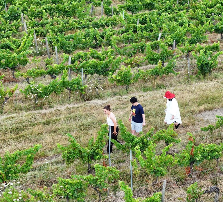 Bordeaux: Explore an Organic Family Vineyard with Tasting