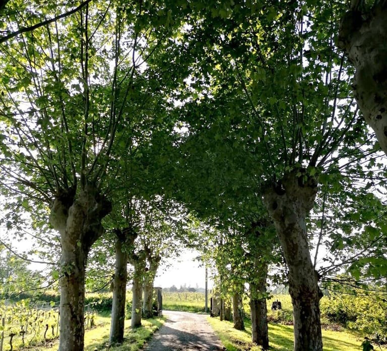 Bordeaux: Explore an Organic Family Vineyard with Tasting
