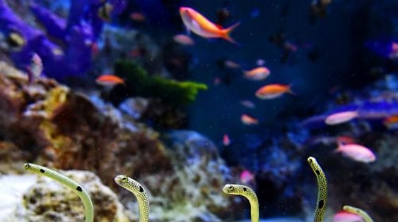 Otaru Aquarium