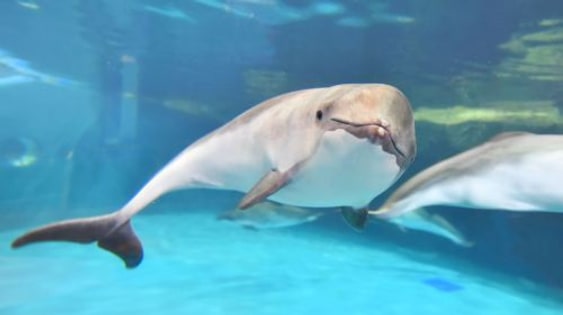 Otaru Aquarium
