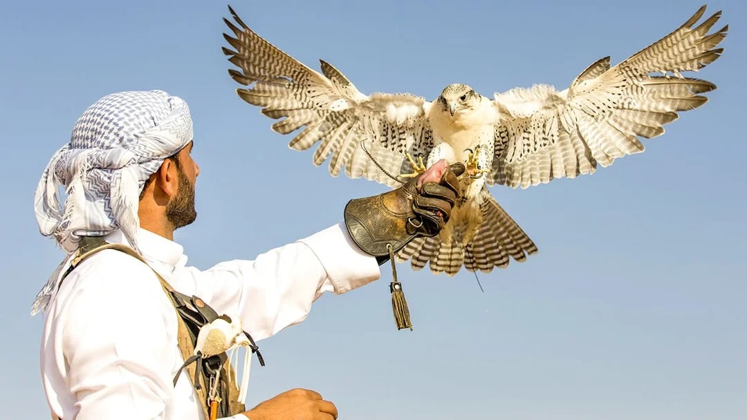 Falconer with falcon in flight during Bedouin desert safari experience.