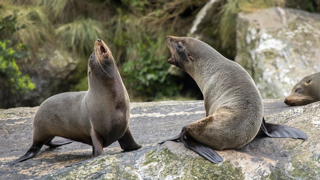 Seals resting on rocks during an Overnight Milford Sound Cruise.
