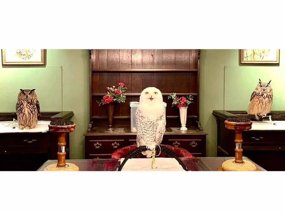 Owl Cafe Kamakura (Cute Creatures Museum) Admission Ticket (Kamakura City)