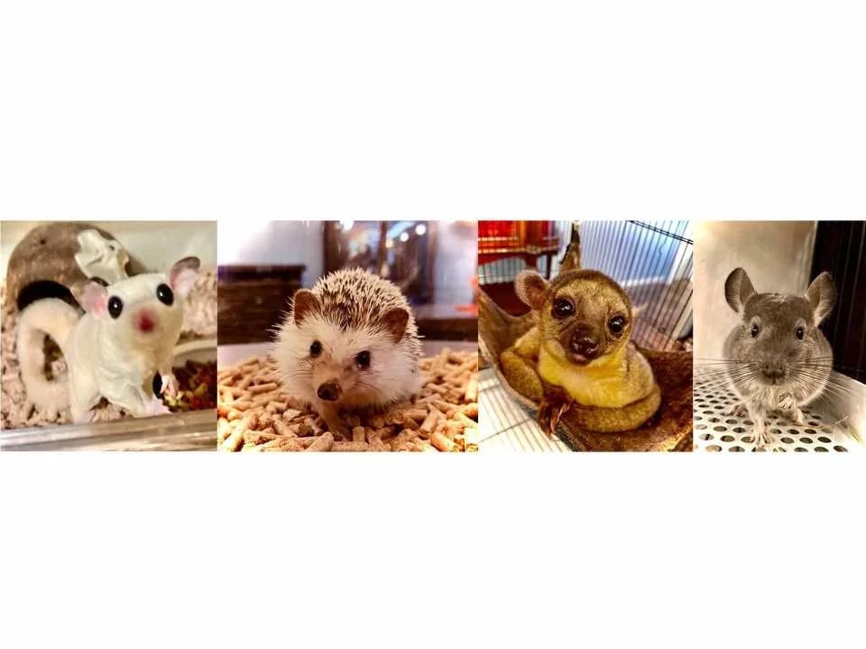 Owl Cafe Kamakura (Cute Creatures Museum) Admission Ticket (Kamakura City)