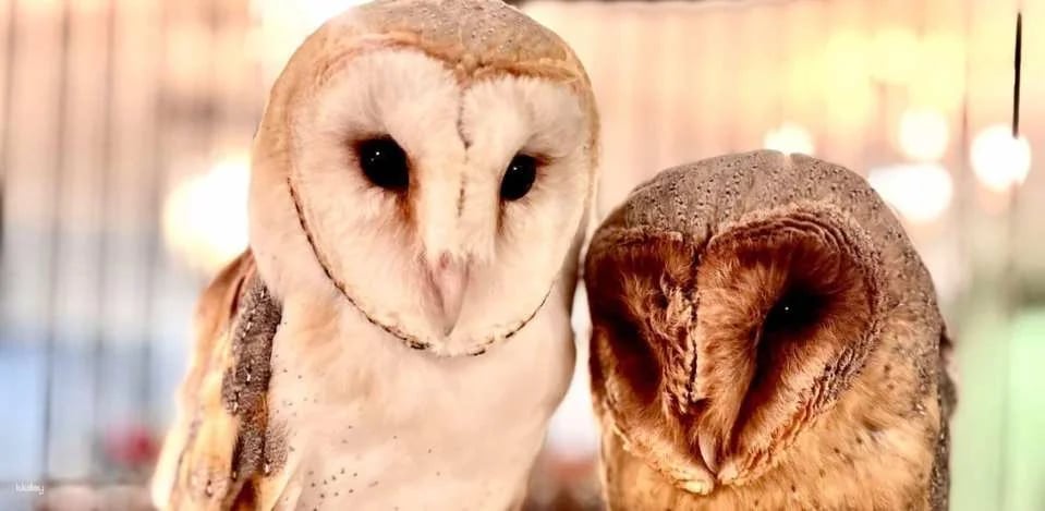 Owl Cafe Kamakura (Cute Creatures Museum) Admission Ticket (Kamakura City)