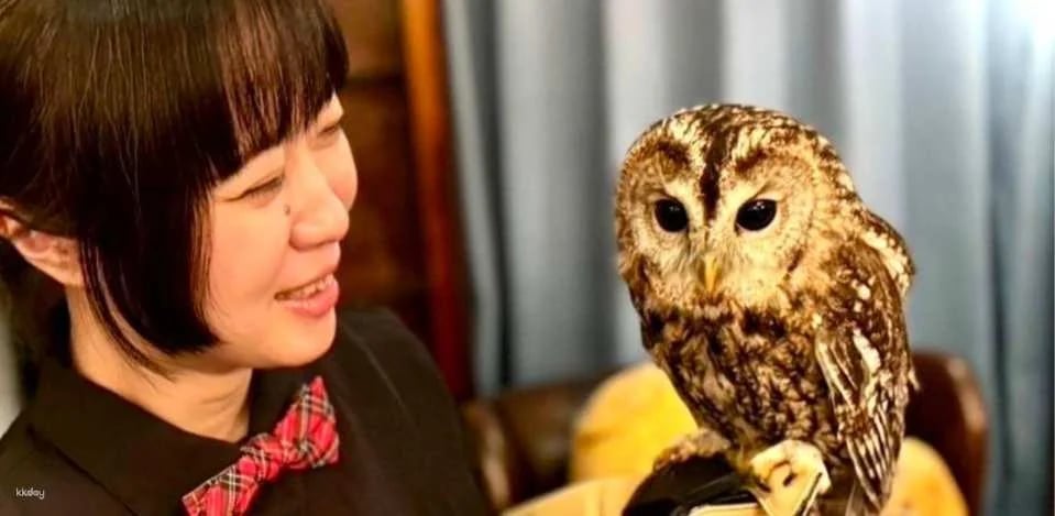 Owl Cafe Kamakura (Cute Creatures Museum) Admission Ticket (Kamakura City)