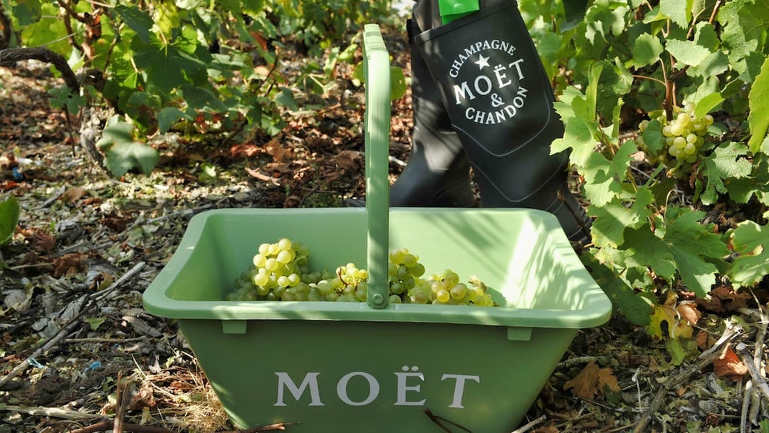 Grapes in a Moët & Chandon basket in a vineyard, Champagne region day trip from Paris.
