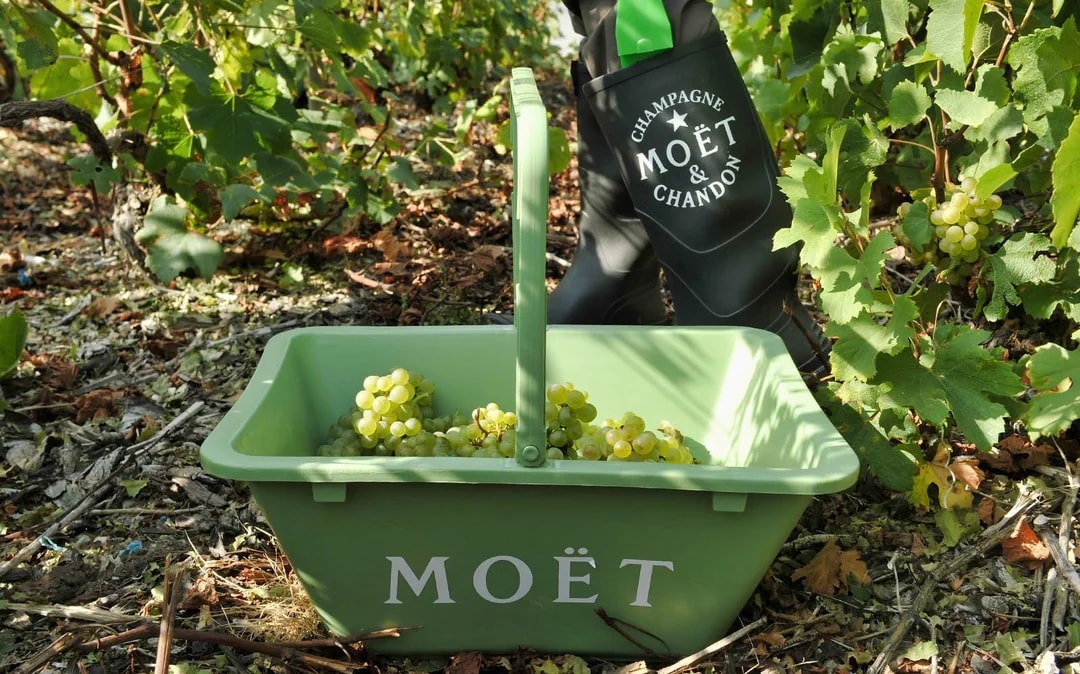 Day Trip to Champagne Region from Paris including Moët Chandon, Hautvillers and a Family Winery Image 2