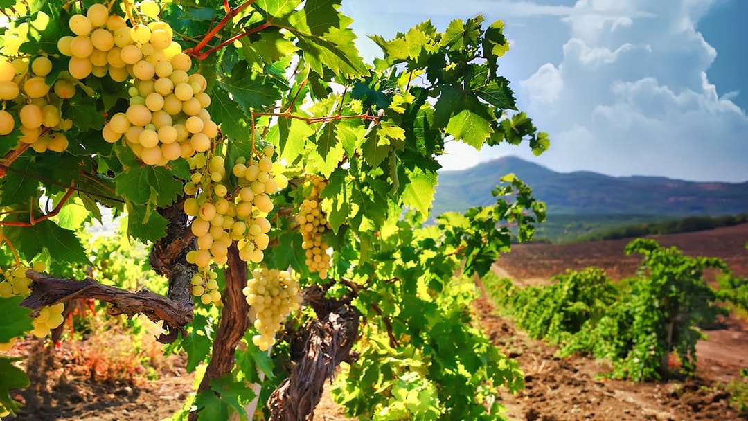 Vineyard in Champagne region with grapevines, part of a day trip from Paris including Moët Chandon.