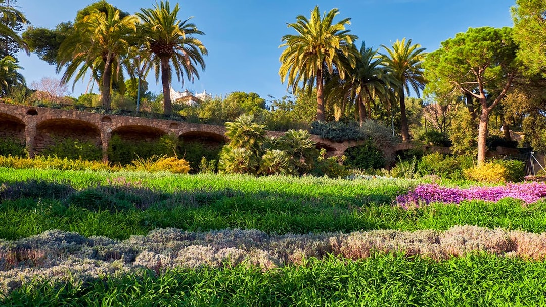 Park Guell's Gardens of Austria with palm trees and vibrant greenery in Barcelona, Spain.