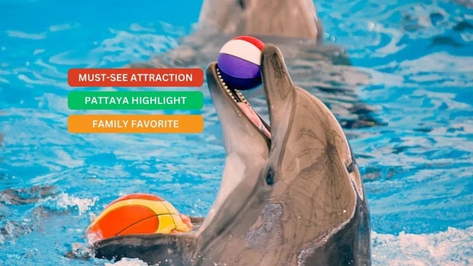 Pattaya Dolphinarium Ticket - Thailand