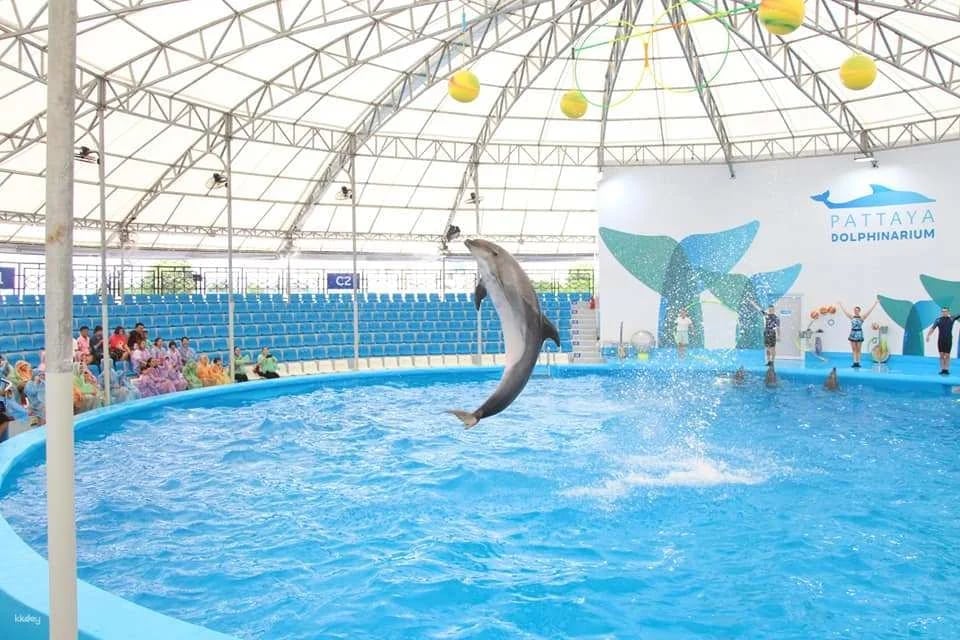 Pattaya Dolphinarium Ticket | Thailand