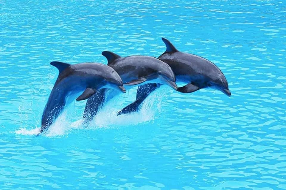 Pattaya Dolphinarium Ticket | Thailand