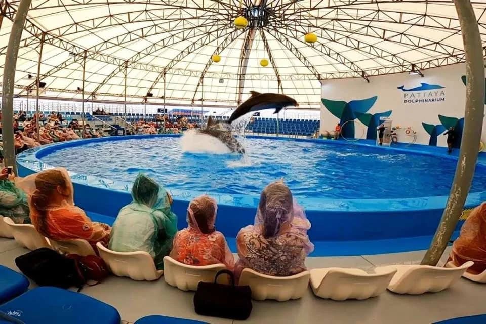 Pattaya Dolphinarium Ticket | Thailand