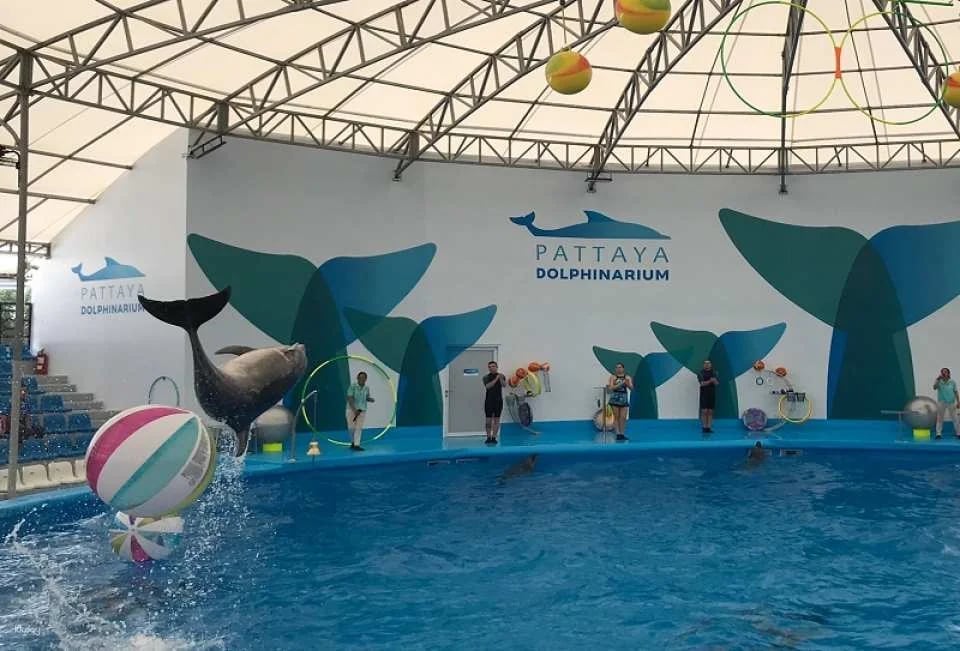 Pattaya Dolphinarium Ticket | Thailand