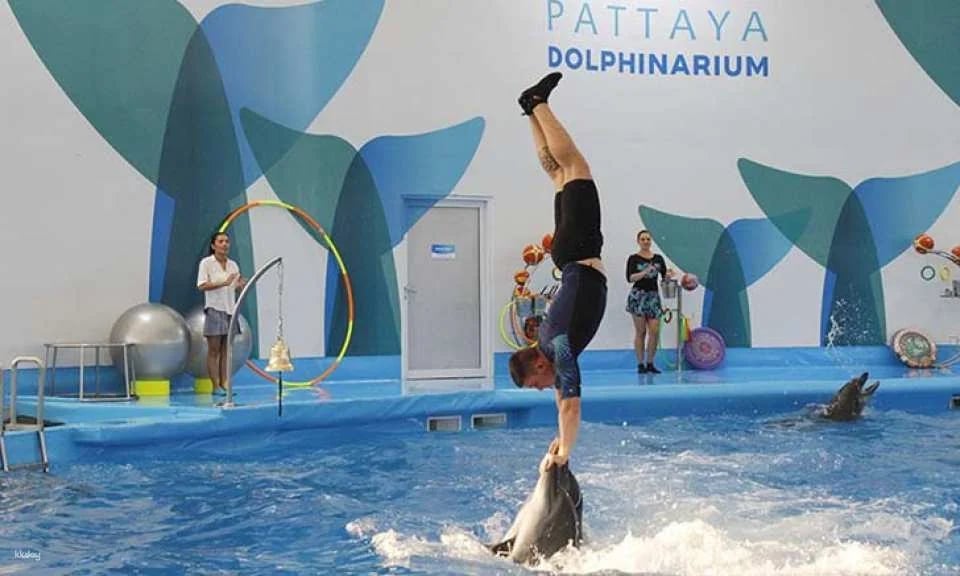 Pattaya Dolphinarium Ticket | Thailand